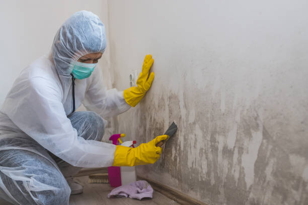 Best Fast Mold Removal  in Bethel Rk, PA