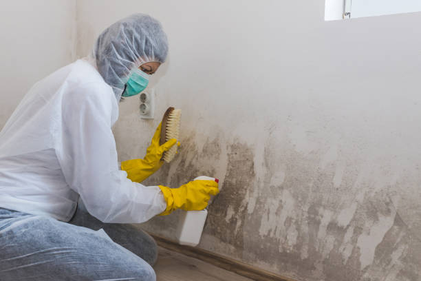 Best Residential Mold Removal  in Bethel Rk, PA
