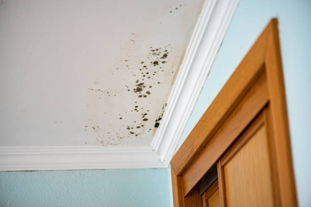 Crawl Space Mold Removal in Bethel Park, PA
