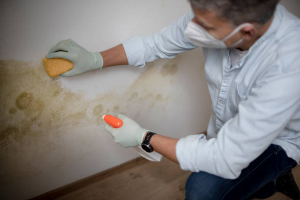 Best Black Mold Removal  in Bethel Rk, PA