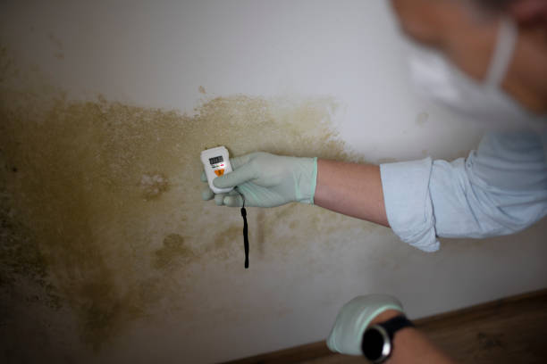 Attic Mold Removal in Bethel Park, PA