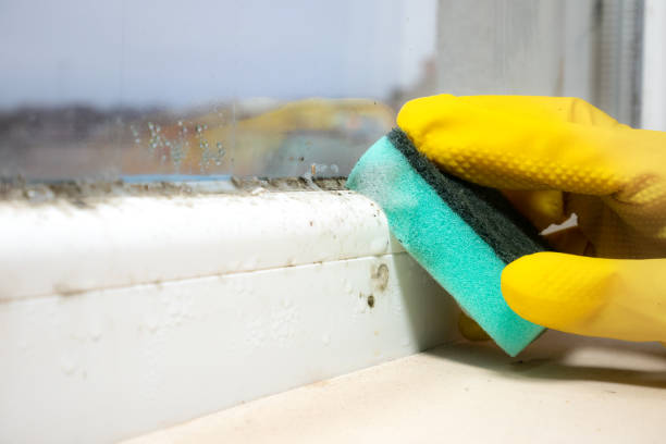 Best Toxic Mold Removal  in Bethel Rk, PA