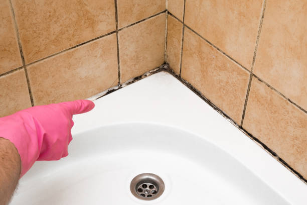Best Mold Damage Repair  in Bethel Rk, PA