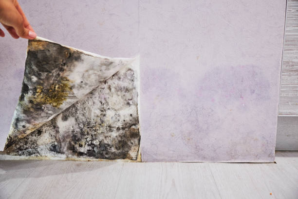 Trusted Bethel Park, PA Mold Removal Experts